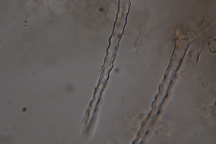 Subulicystidium longisporum (Patouillard) Parmasto